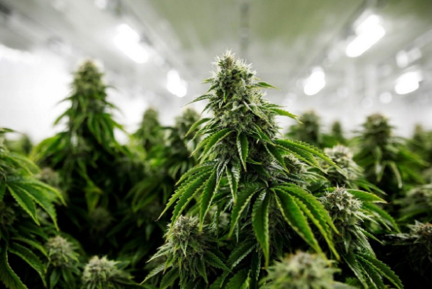 Best Medical Marijuana Strains